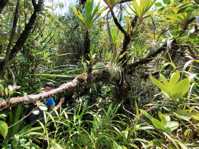 C'est de plus en plus le fouillis qui ralentit la marche