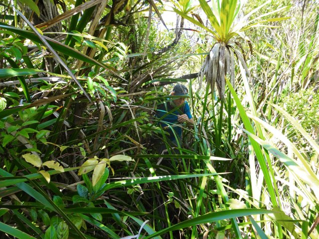 Longue traversée de pailles sabres très fatigante