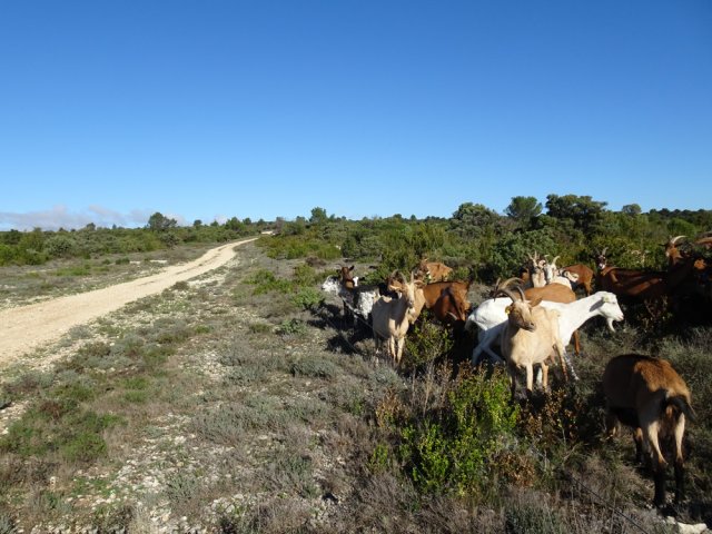 Important troupeau de chèvres laitières derrière la clôture