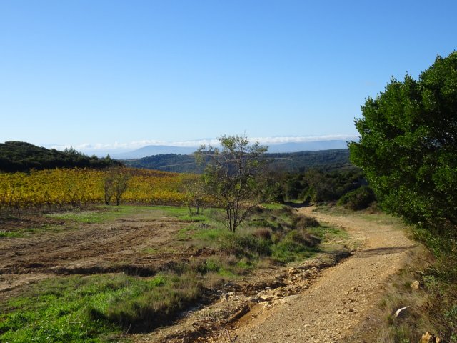 Arrivée aux premières vignes dominant La Caunette