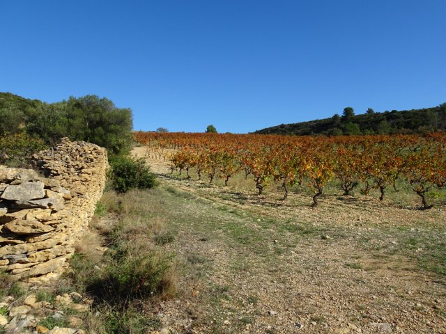 Encore des vignes le long de la petite route