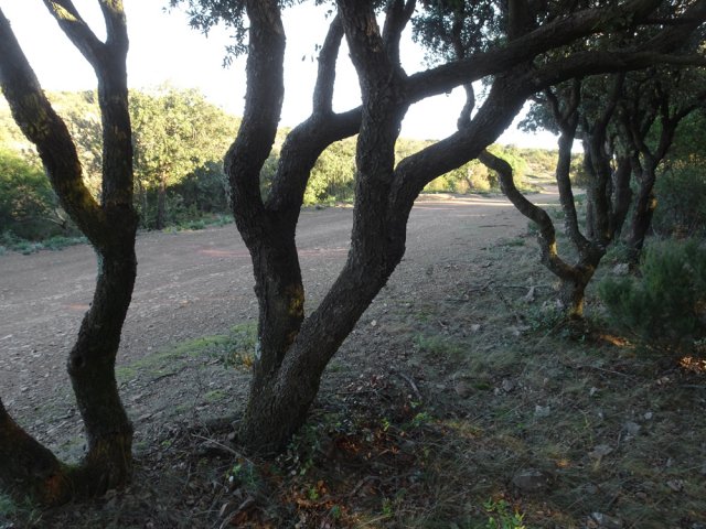 La piste DFCI en direction de Contadis