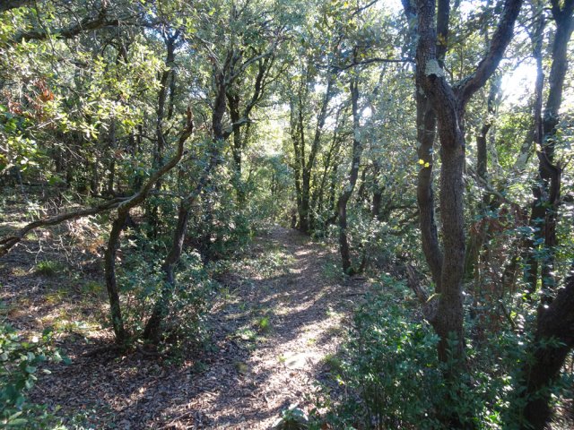 Agréable sentier ombragé sous les chênes verts