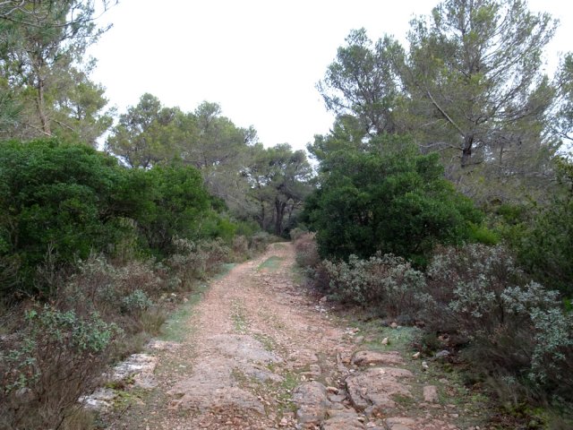 La piste de la Grande Traversée de l'Hérault en pente très légère