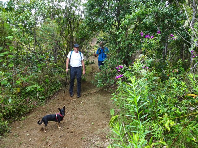 Très large sentier pour la boucle des Boucans