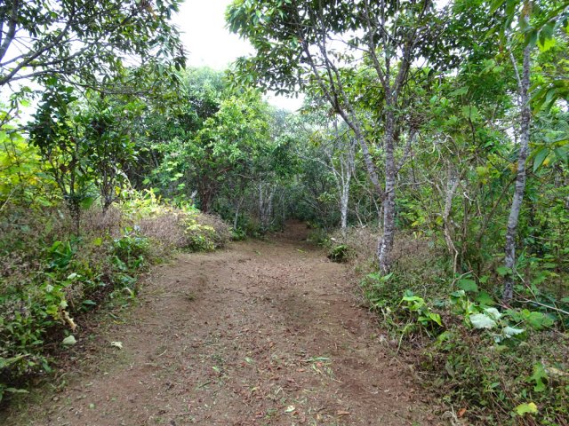Le passage nettoyé est une ancienne piste de l'époque des cultures