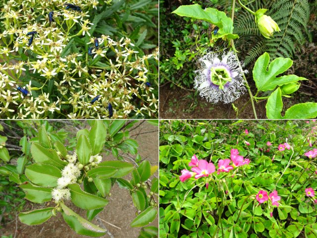 Quelques plantes et surtout beaucoup de mouches bleues