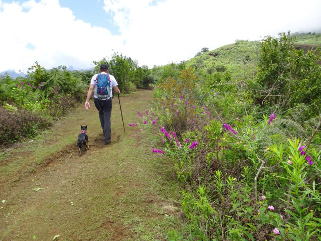 Les anciens champs sont remplacés par de la brousse inextricable