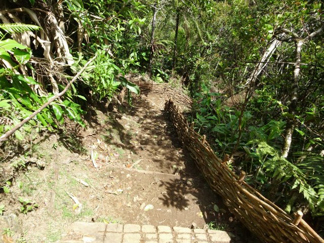 Le sentier bordé de fascines plonge dans le forêt