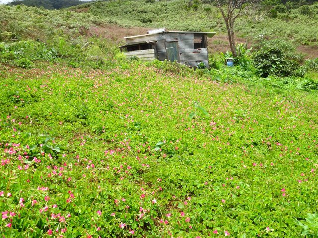 Encore des friches un peu partout