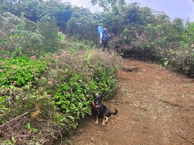 Dernière montée vers l'Îlet Alcipe