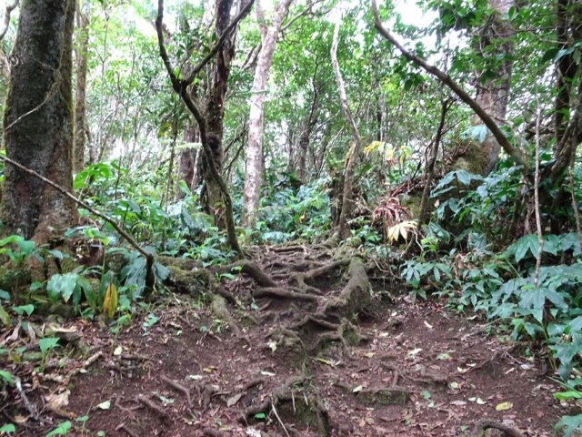 Toujours autant de racines souvent glissantes