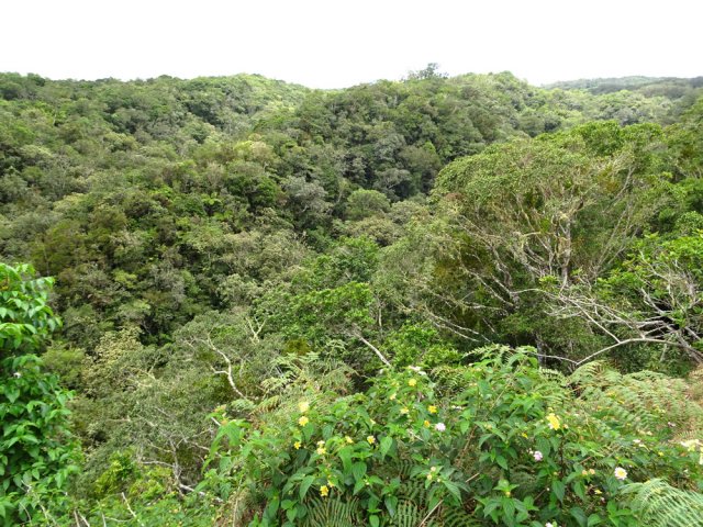 La vallée boisée de la Ravine la Plaine