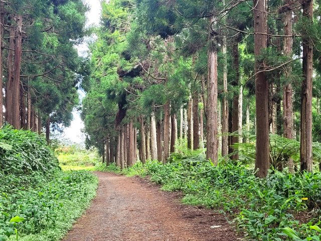 Sortie vers le parking à la fin des cryptomerias