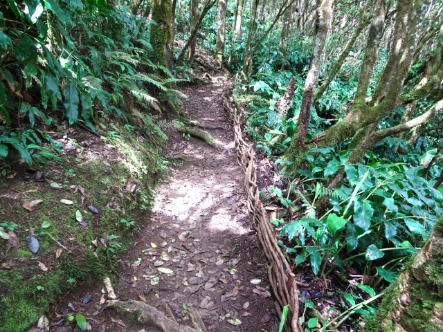 On retrouve quelques portions bordées également de fascines de goyavier