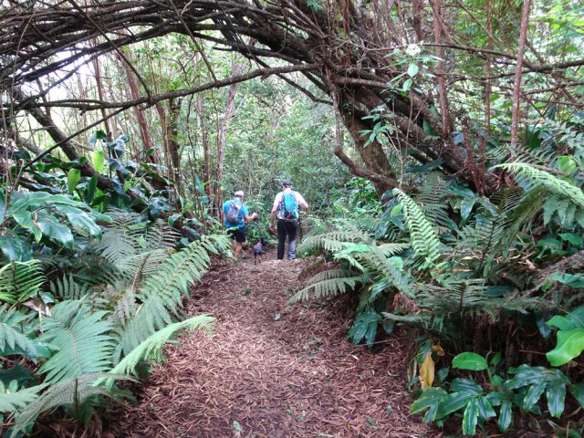 Sentier propre et végétation luxuriante