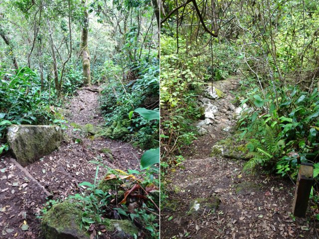 Belle descente, parfois glissante, jusqu'à la Ravine la Plaine
