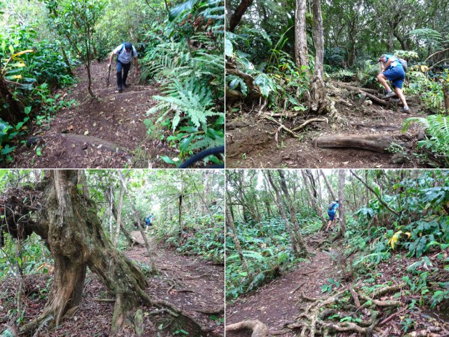 Beaucoup de racines et de marches mais le sentier est entretenu