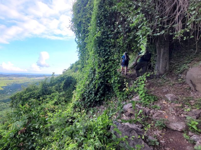 Le sentier passe sous un tunnel de verdure constituée de lianes