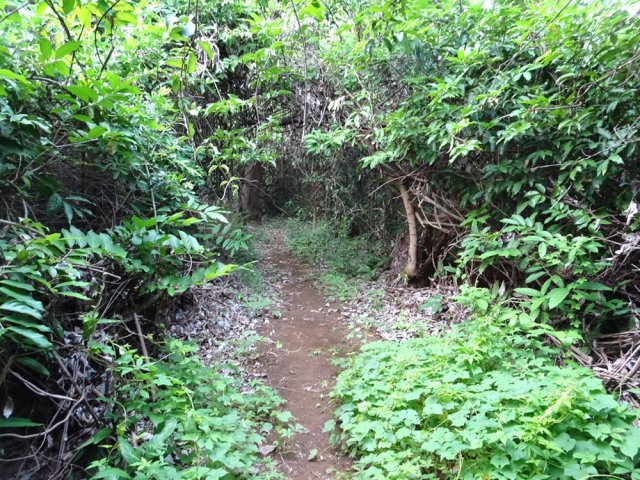 La liane papillon a envahi la totalité de la région