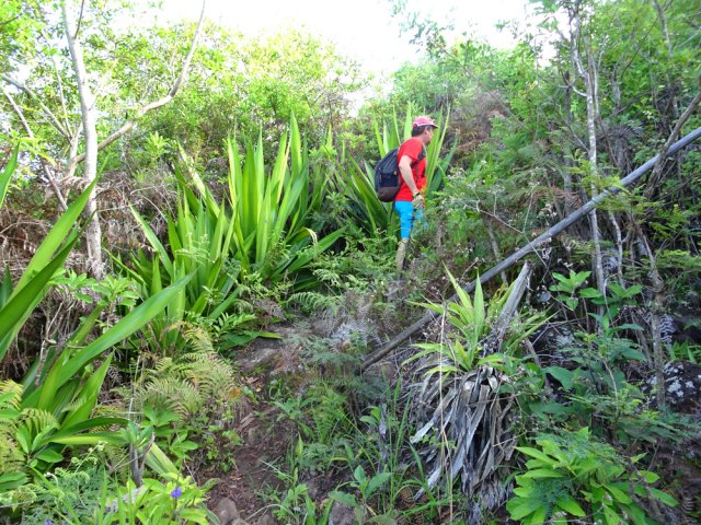 Il devient plus étroit pour remonter vers Bois de Nèfles