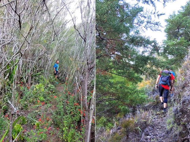 Filaos rabougris ou thuyas sur le bord du sentier