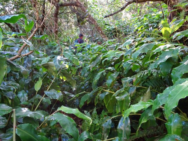 On ne perd pas le sentier des yeux malgré la foison de longoses