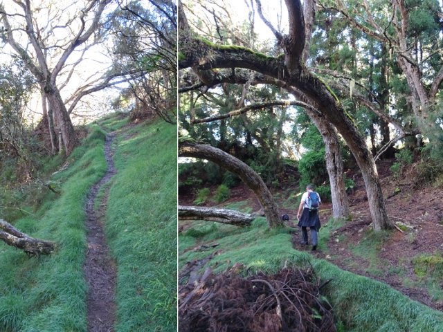 Sentier de la Tamarinaie fréquenté, donc en bon état