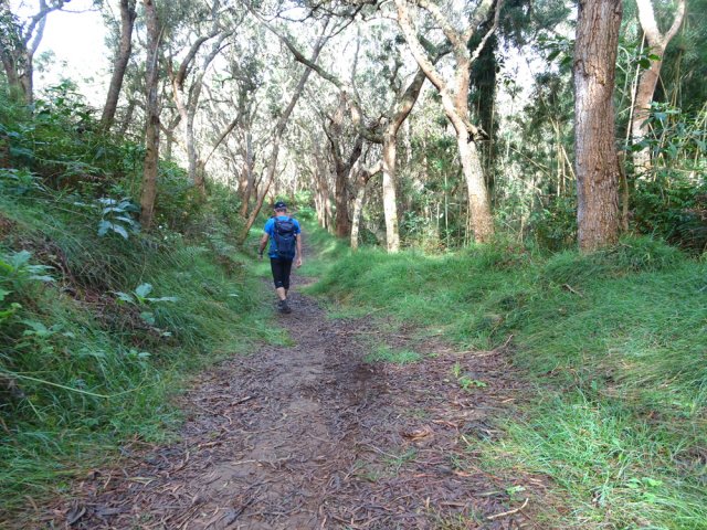 Un réel plaisir que d'entamer la descente sur le sentier des Palmistes