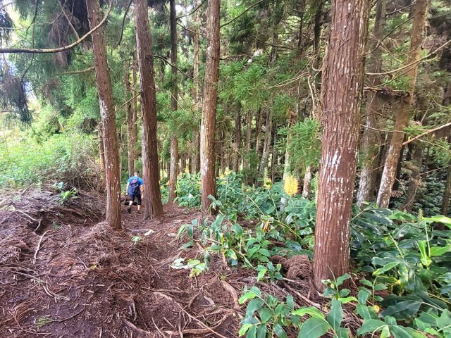 Un des derniers raccourcis traverse une forêt de cryptomerias
