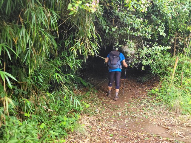 Pénétrer sous le couvert sombre des bambous pour terminer la boucle