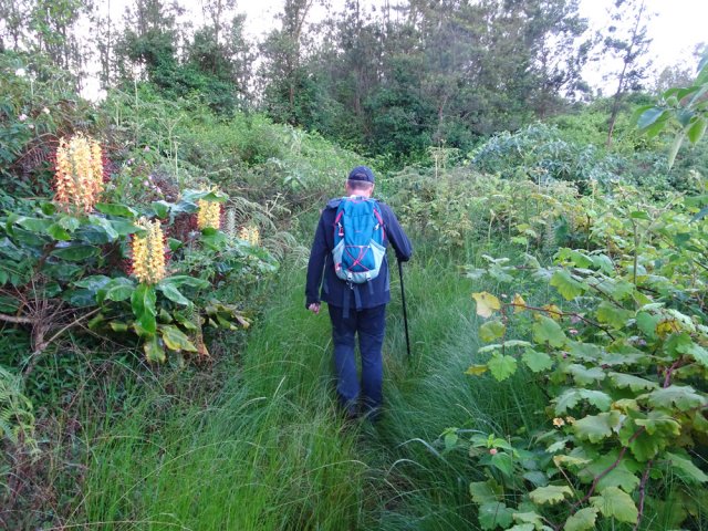 Début des 1000 m encombrés de toutes sortes d'invasives
