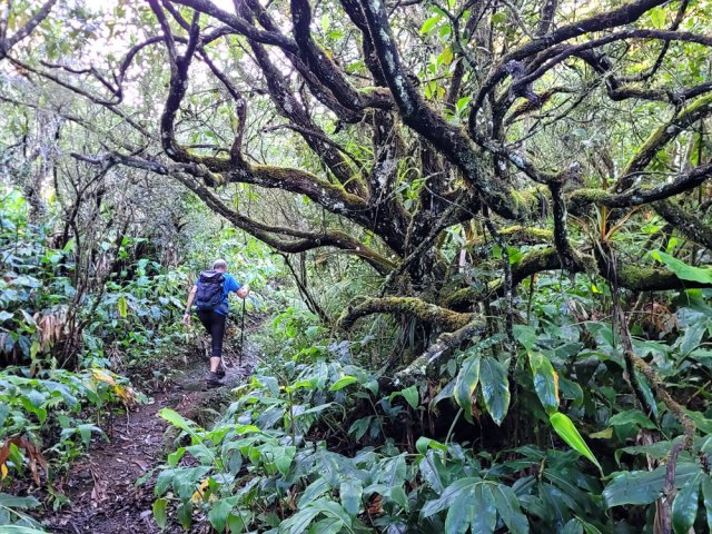 Seules les longoses subsistent à partir de 1200 m