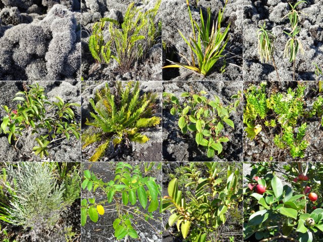 Toutes les plantes colonisatrices dans l'ordre d'implantation