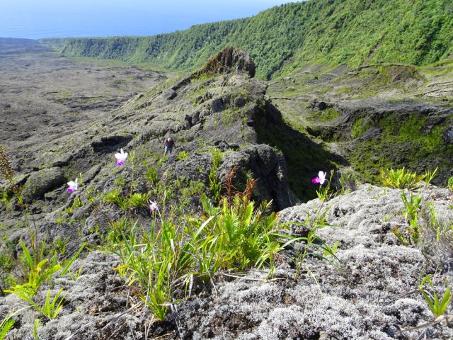 La montée est aisée sur les roches envahies d'orchidées bambous