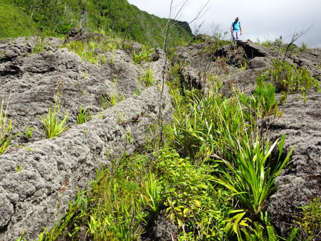 Nouvelle faille entièrement colonisée par la végétation