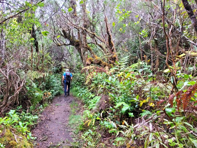 Le sentier Mère Canal dans les bois de couleurs et fougères