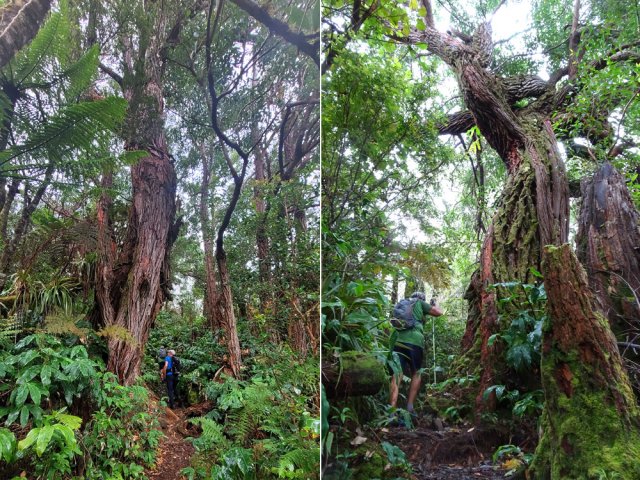 Traversée de la ligne domaniale et de ses immenses eucalyptus robustus