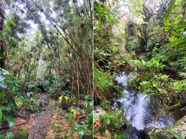 On coupe quelques petites ravines bordées de calumets