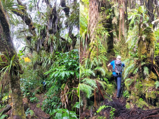 La forêt, hélas très humide, est l'une des plus belles de l'île