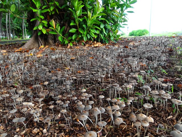 Un champignon par habitant sous un seul caoutchouc !