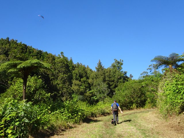 La vigne marronne apprécie le climat humide de la région