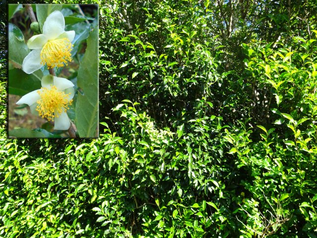 La route est bordée longuement de pieds de thé
