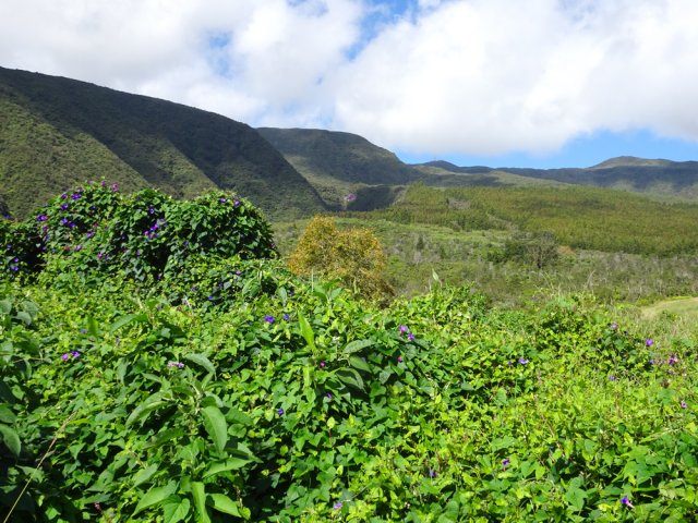 Les forêts de cryptomerias en direction du Col de Bellevue