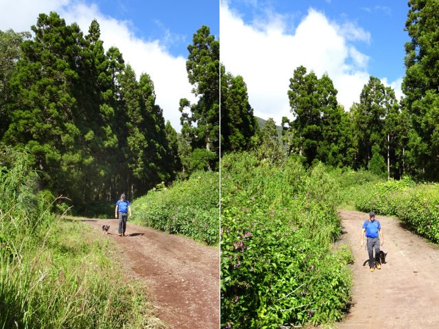 Belle piste après le Grand Bras Piton dans les cryptomerias et les califons