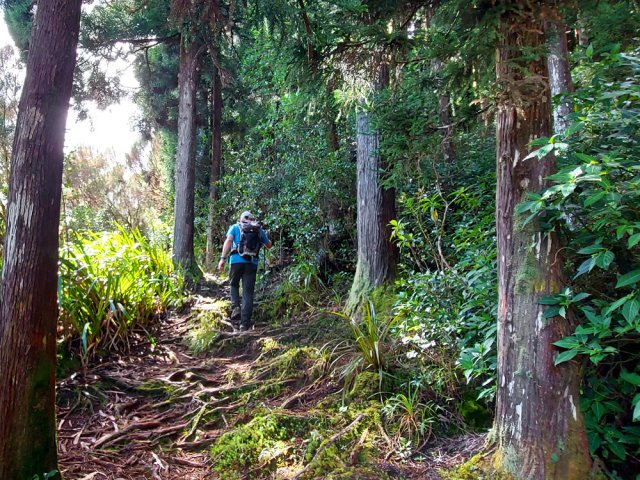 Le sentier sous les cryptomerias est la seule difficulté de la boucle
