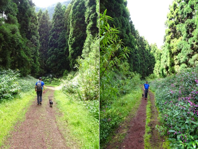 Pente faible et balade agréable sur une piste peu fréquentée