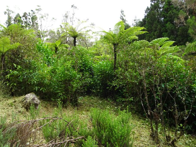 Petite halte dans un ancien champ de thé en cours de nettoyage