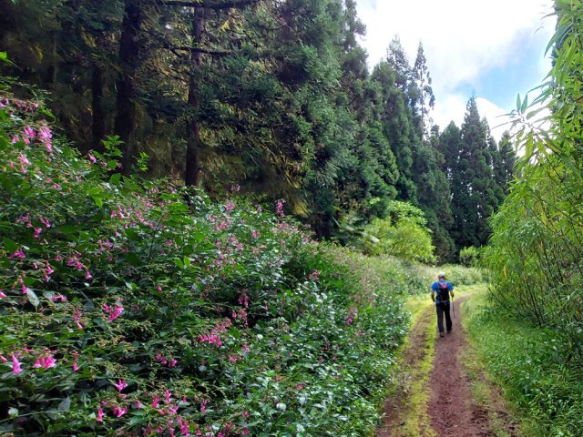 De la mairie jusqu'à la fin de la boucle, on marche au plus près des califons roses