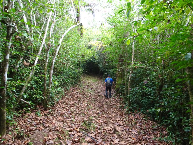 On ne quitte pas les pieds de thé qui dépassent les 5 m